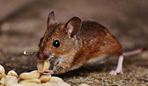 24 Hour & Emergency Exterminators in Monroe Township, PA